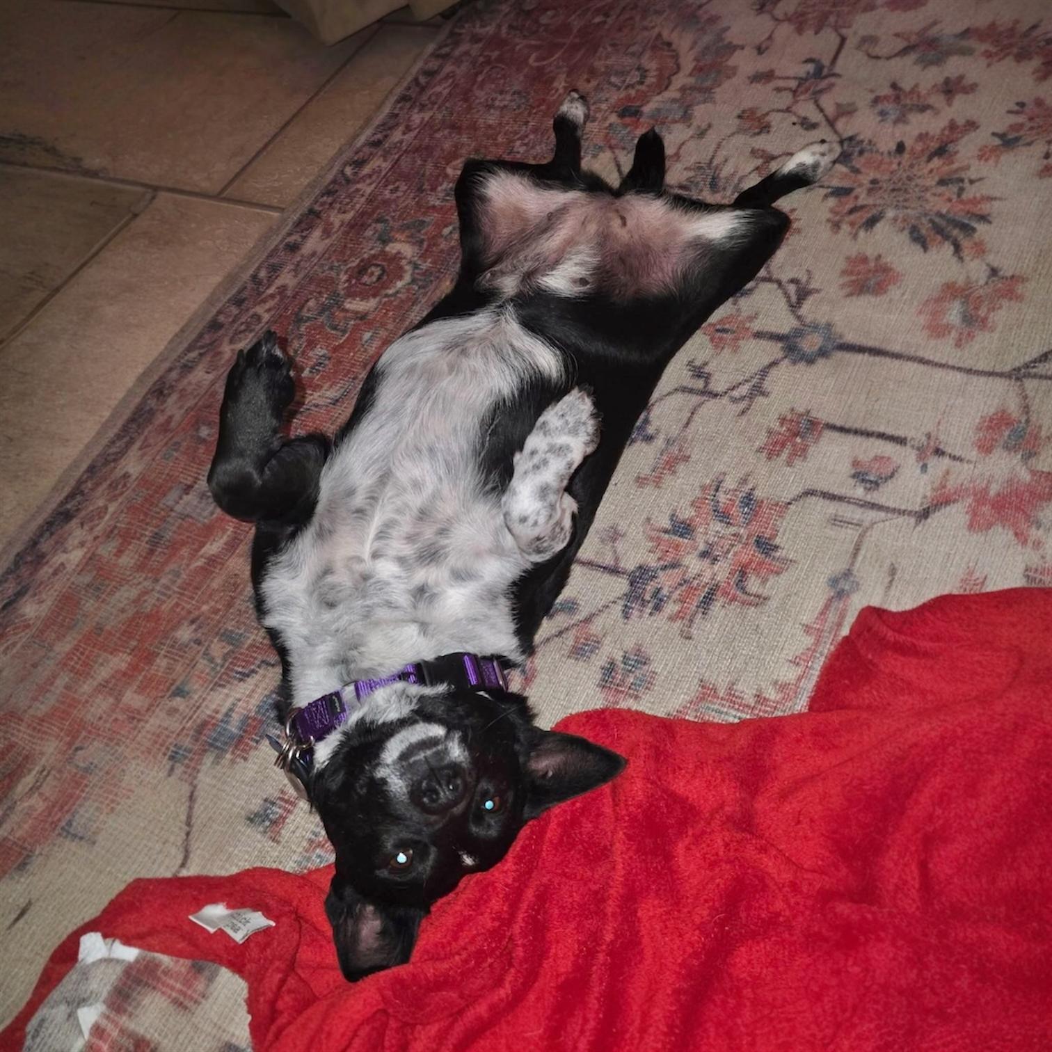 Enlarge Mia, a ADOPTABLE mixed breed in Pittstown, NJ image 3/4