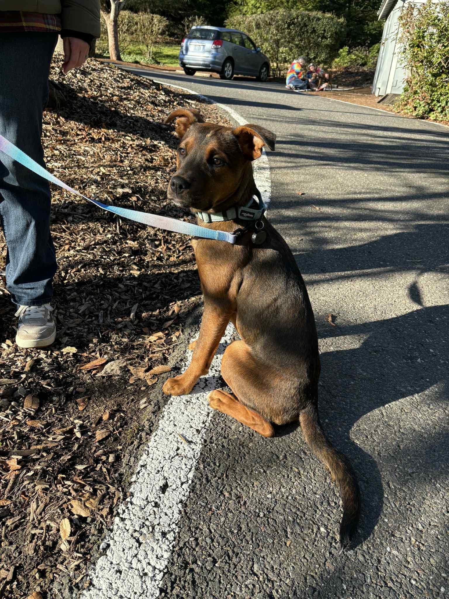 Toffee, a ADOPTABLE mixed breed in tigard, OR image 6/6