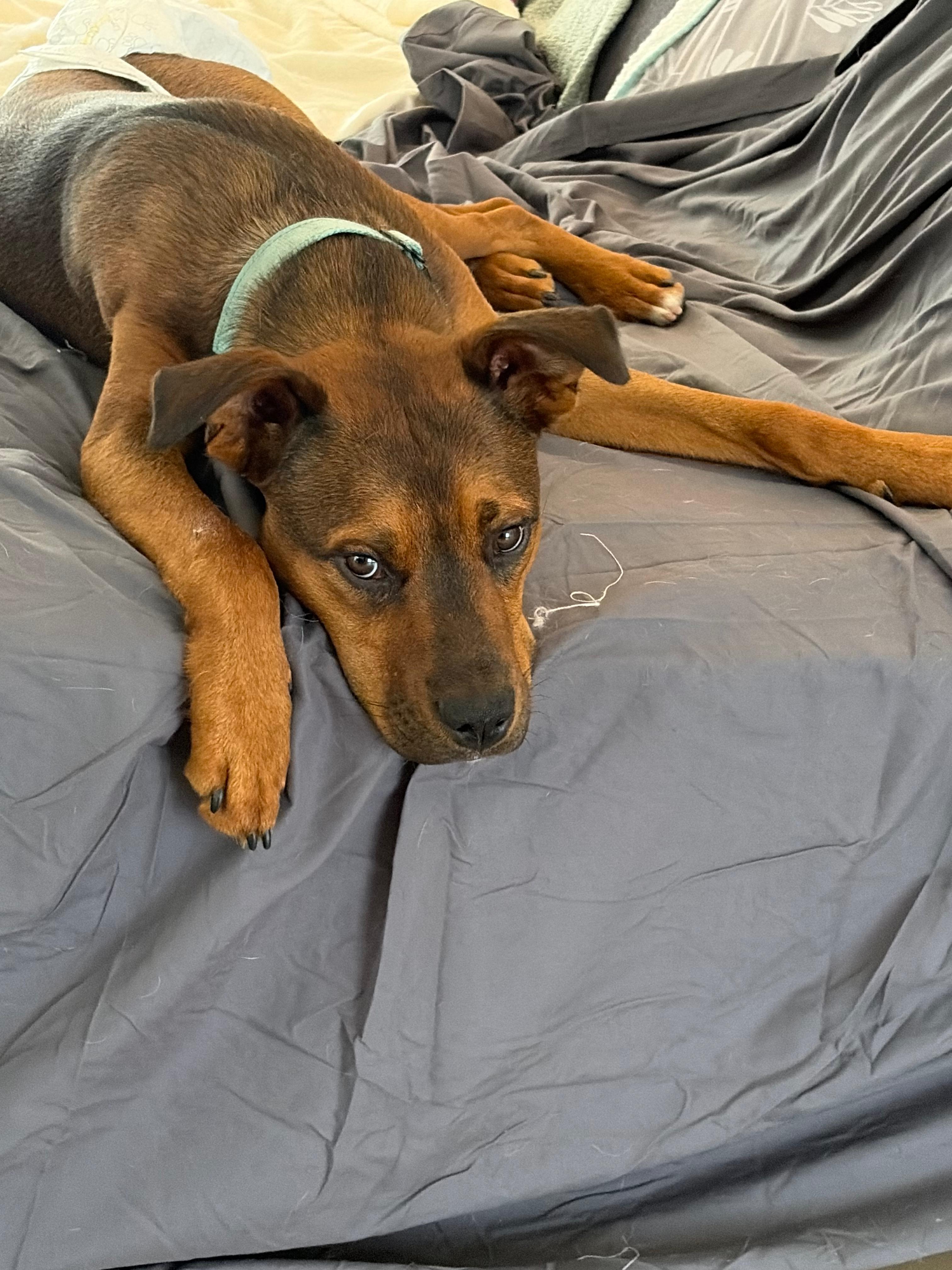 Toffee, a ADOPTABLE mixed breed in Palm Springs, CA image 3/5