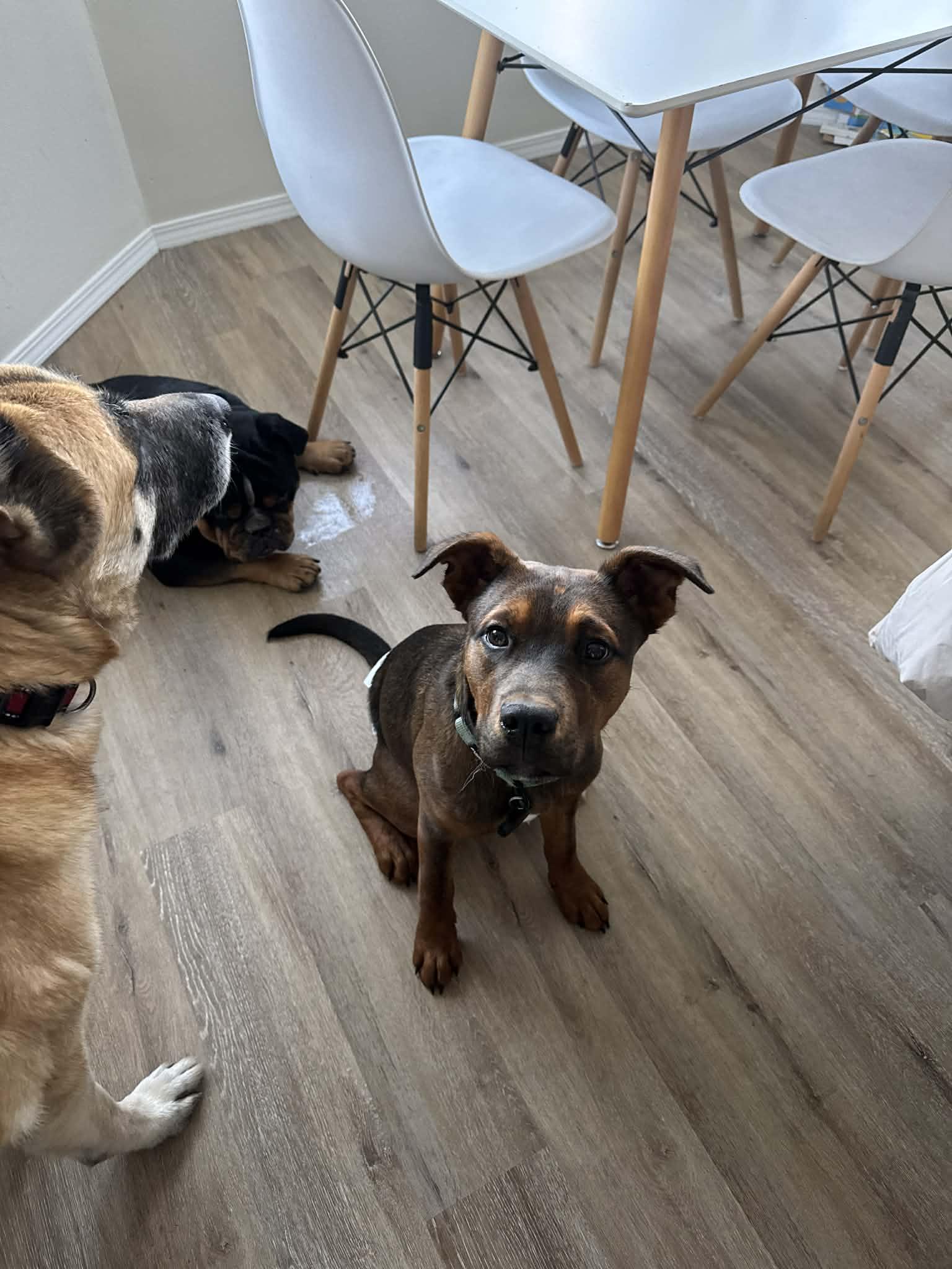 Toffee, a ADOPTABLE mixed breed in tigard, OR image 4/6