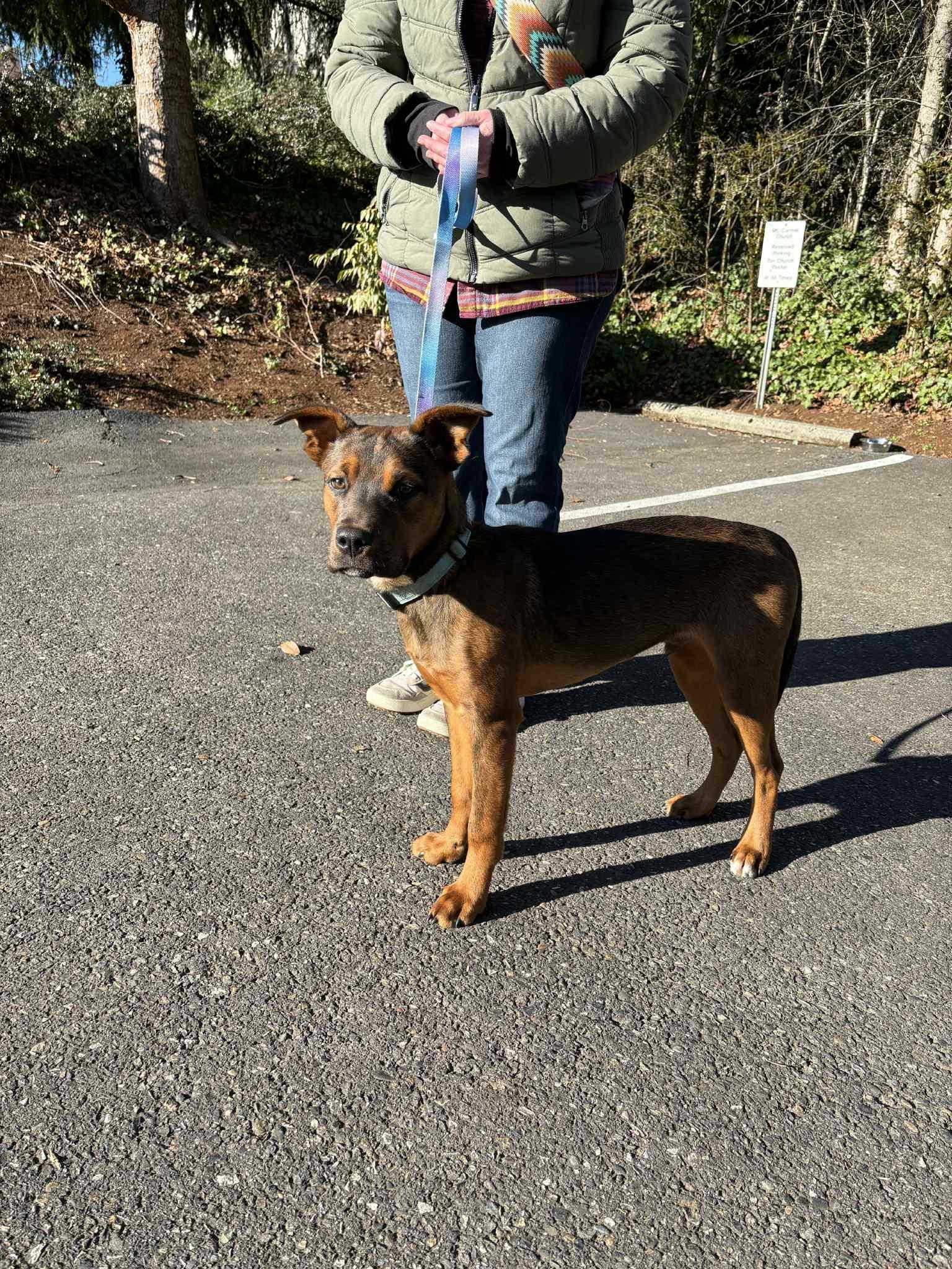 Toffee, a ADOPTABLE mixed breed in tigard, OR image 2/6
