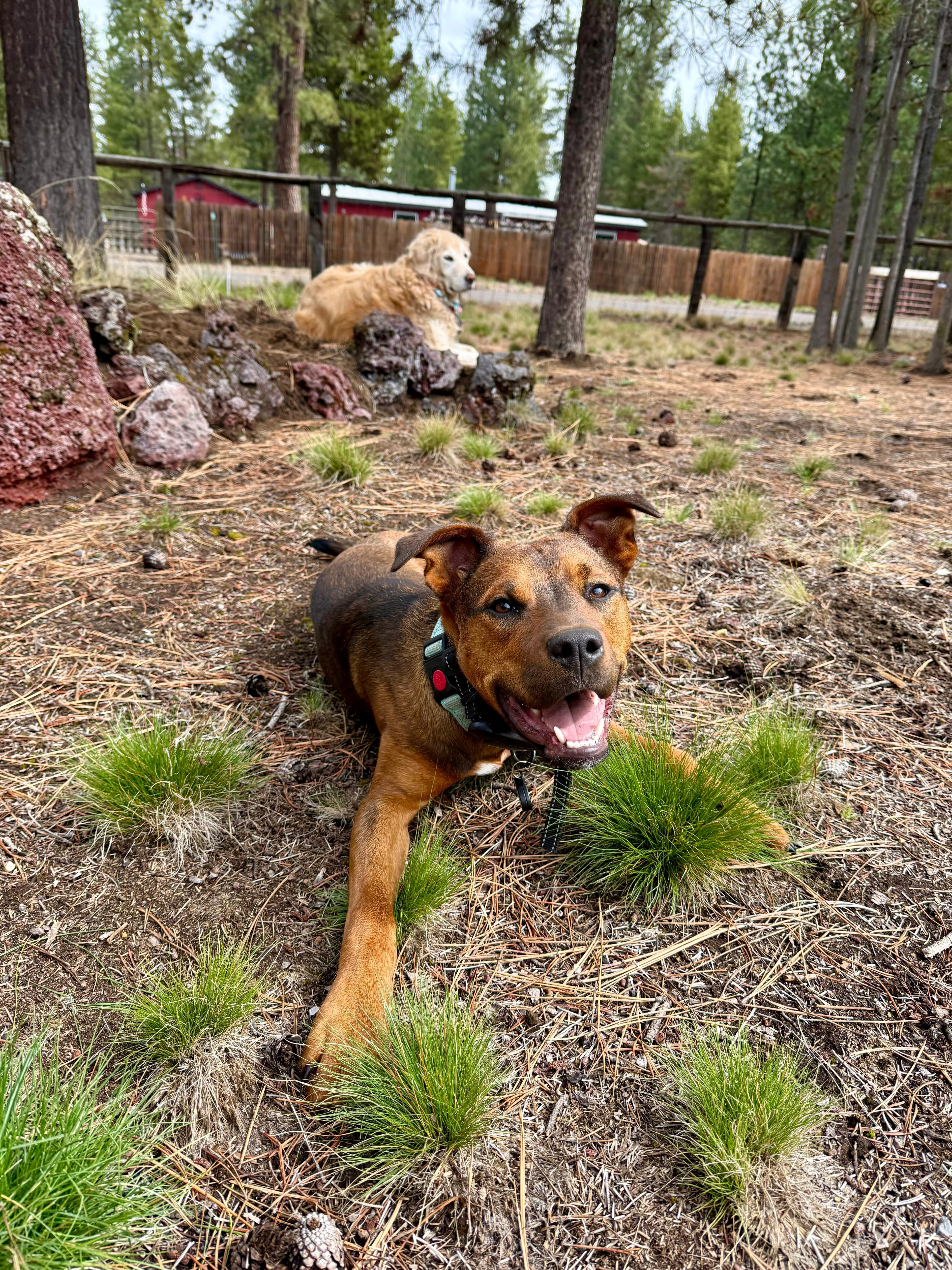 Toffee, a ADOPTABLE mixed breed in Palm Springs, CA image 1/5