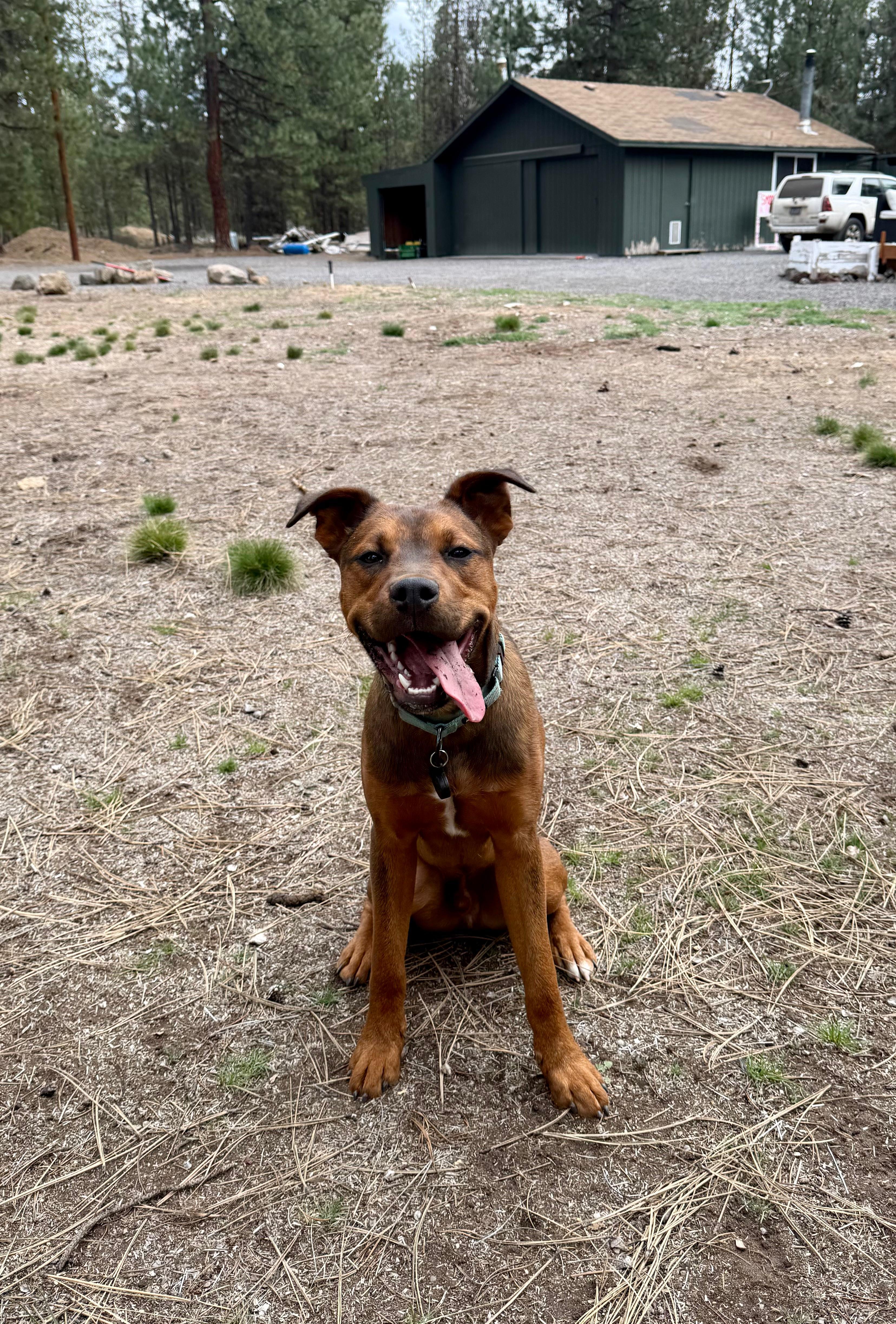 Toffee, a ADOPTABLE mixed breed in Palm Springs, CA image 5/5