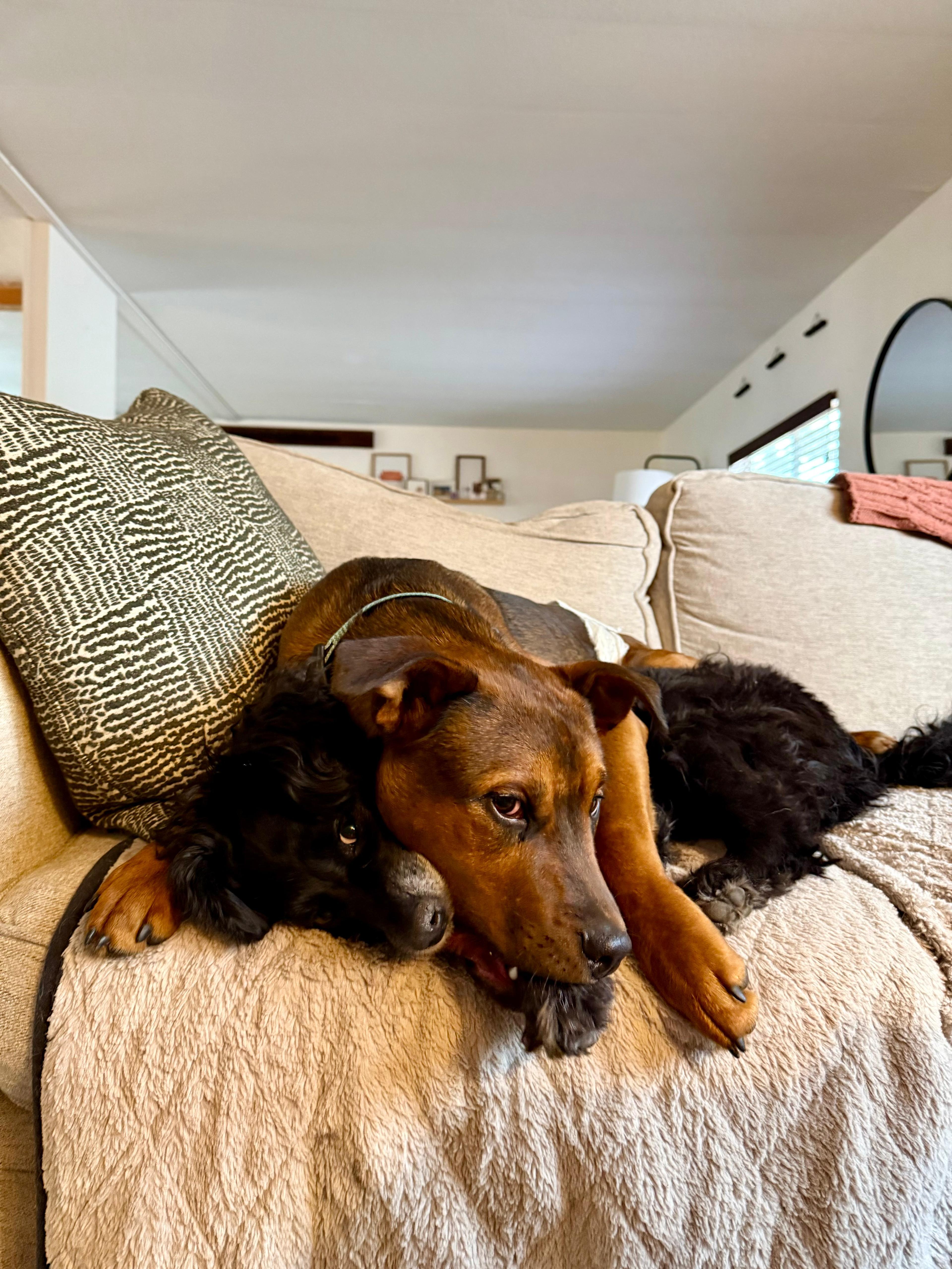 Toffee, a ADOPTABLE mixed breed in Palm Springs, CA image 4/5