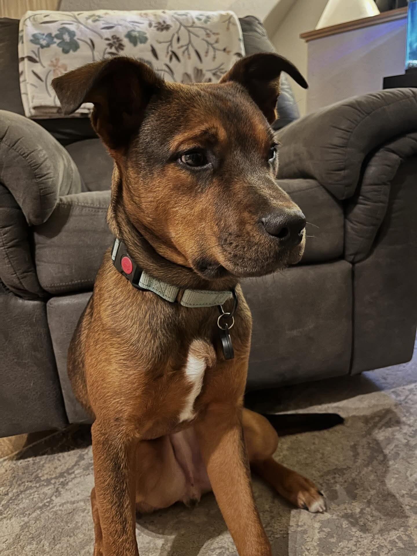Enlarge Toffee, a ADOPTABLE mixed breed in Bend, OR image 1/6
