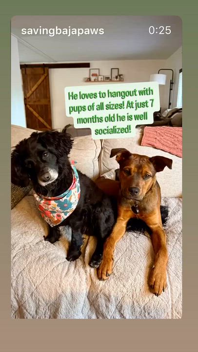 Enlarge Toffee, a ADOPTABLE mixed breed in Palm Springs, CA video 2/5