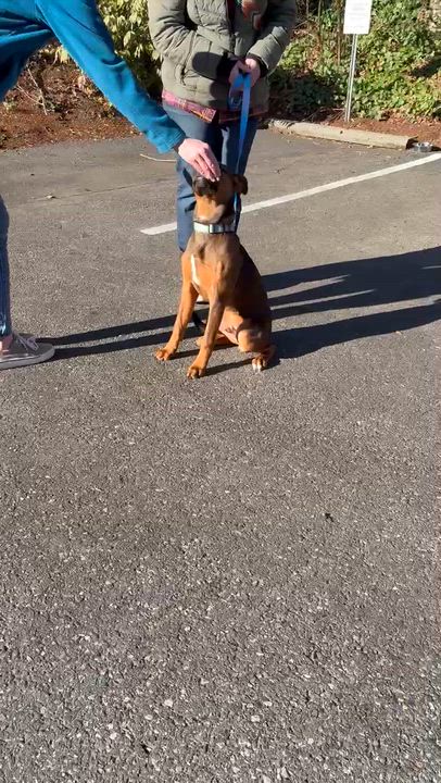 Enlarge Toffee, a ADOPTABLE mixed breed in tigard, OR video 5/6