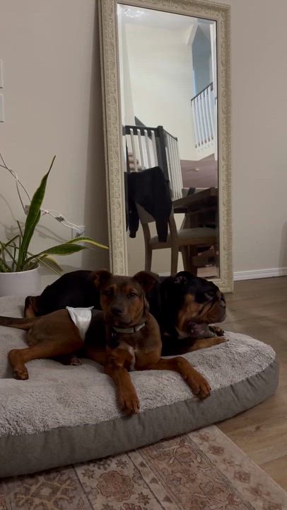 Enlarge Toffee, a ADOPTABLE mixed breed in tigard, OR video 3/6