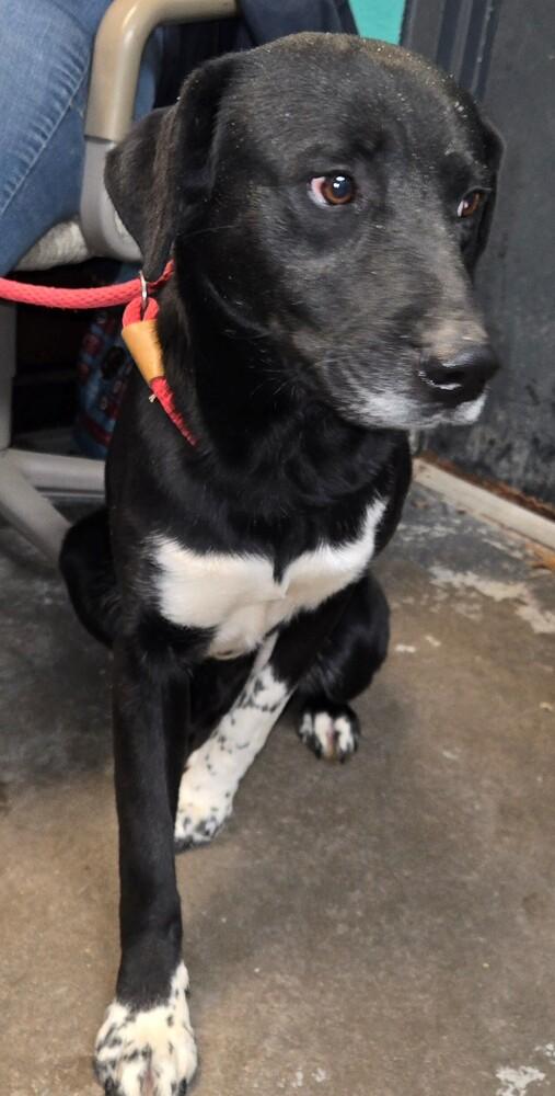 Gary #324, Adoptable, Adult Male Labrador Retriever.