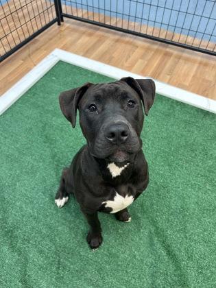 Ford - 1, Adoptable, Young Male Pit Bull Terrier & Mixed Breed.
