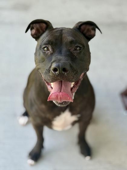 Enlarge Ford - 1, a Adoptable mixed breed in Daytona Beach, FL image 2/2