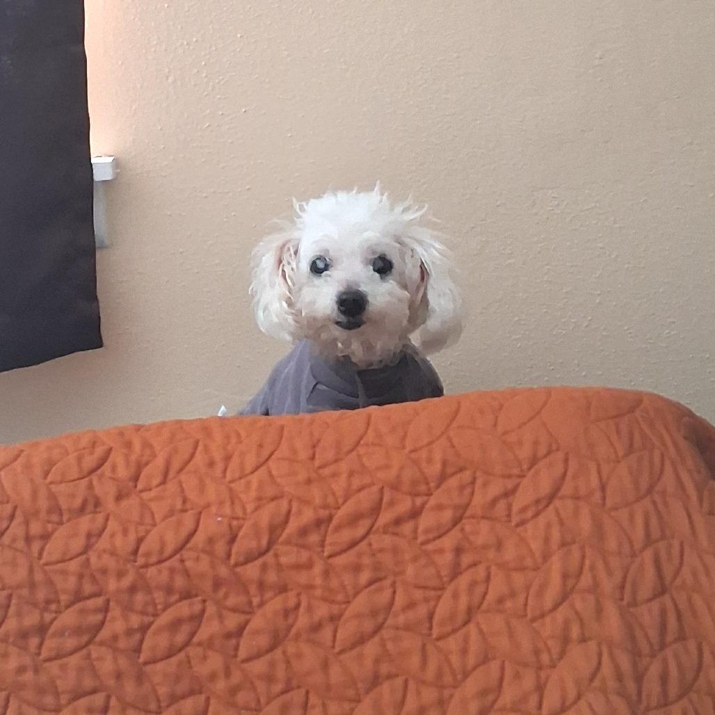 Mimi GC — thumbnail 3