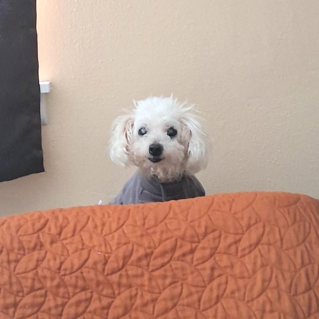 Mimi GC — thumbnail 6