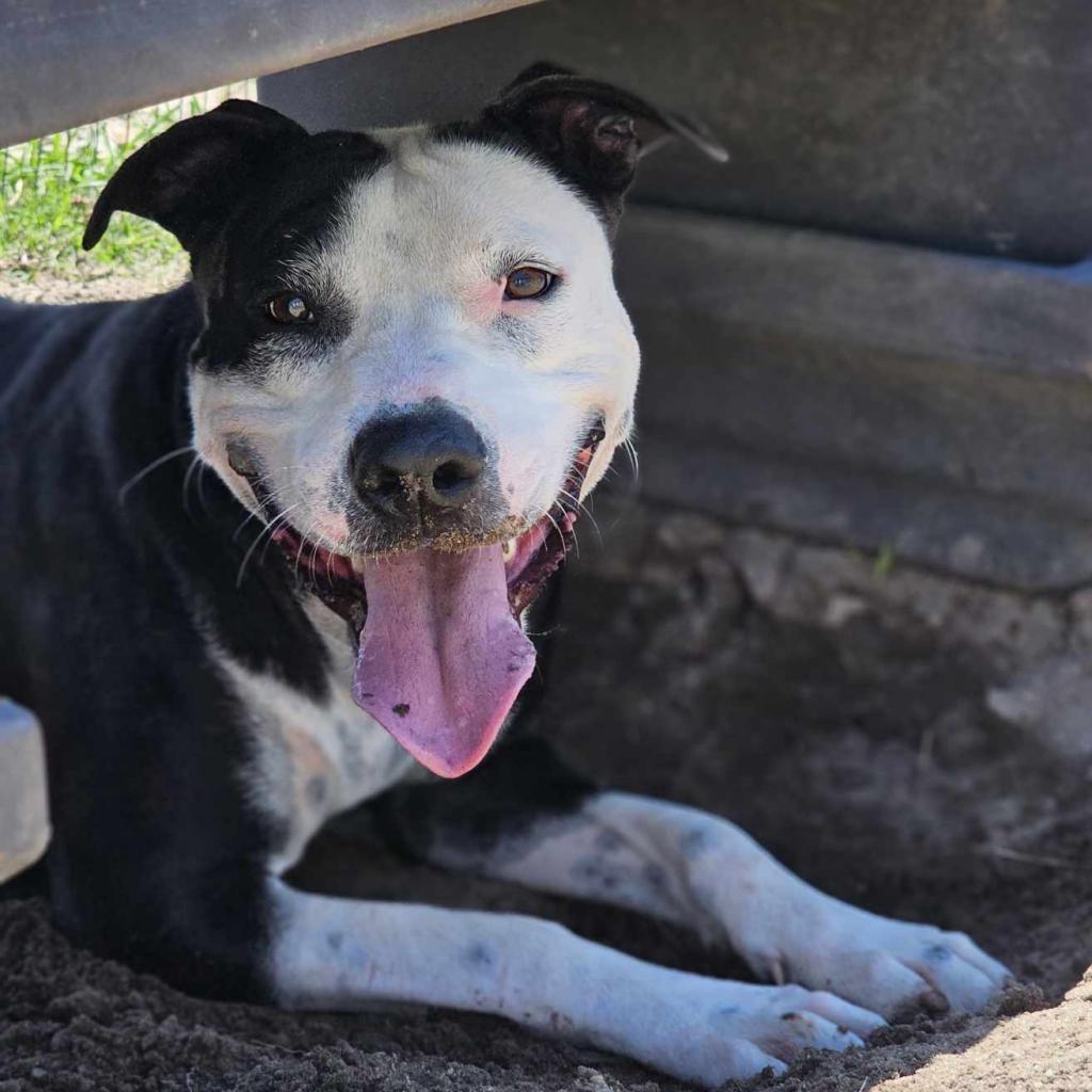 Enlarge Georgia, a Adoptable Terrier in Hinesville, GA image 1/6