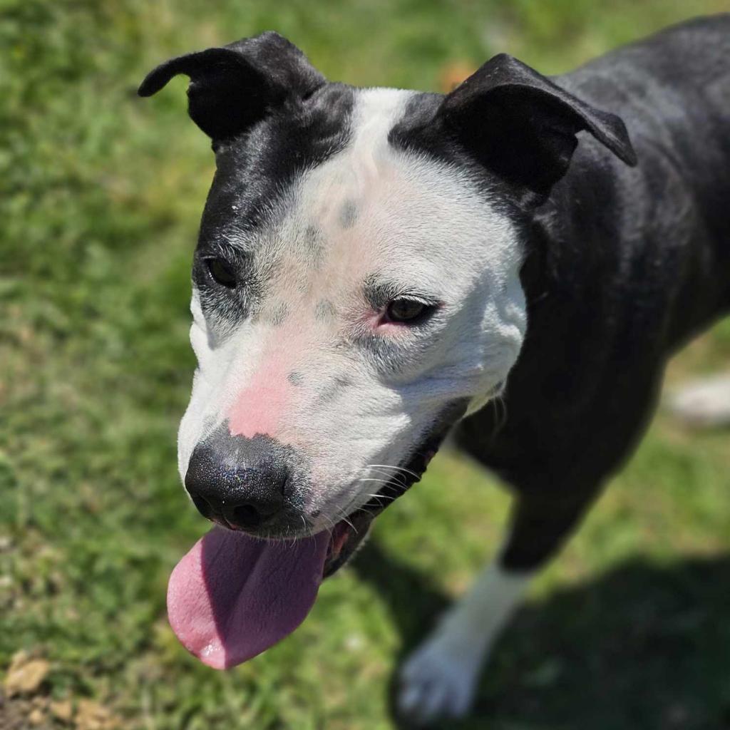 Enlarge Georgia, a Adoptable Terrier in Hinesville, GA image 3/6