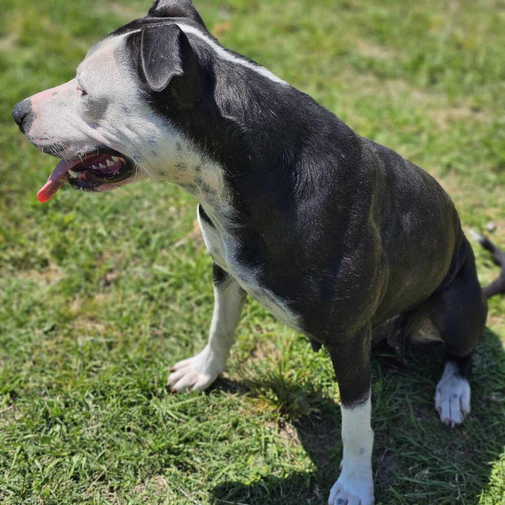 Enlarge Georgia, a Adoptable Terrier in Hinesville, GA image 4/6