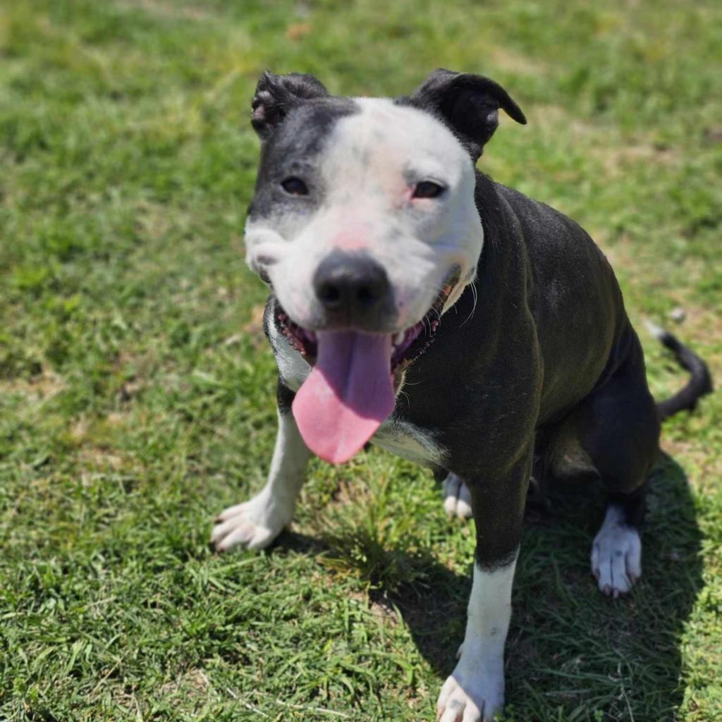 Enlarge Georgia, a Adoptable Terrier in Hinesville, GA image 5/6