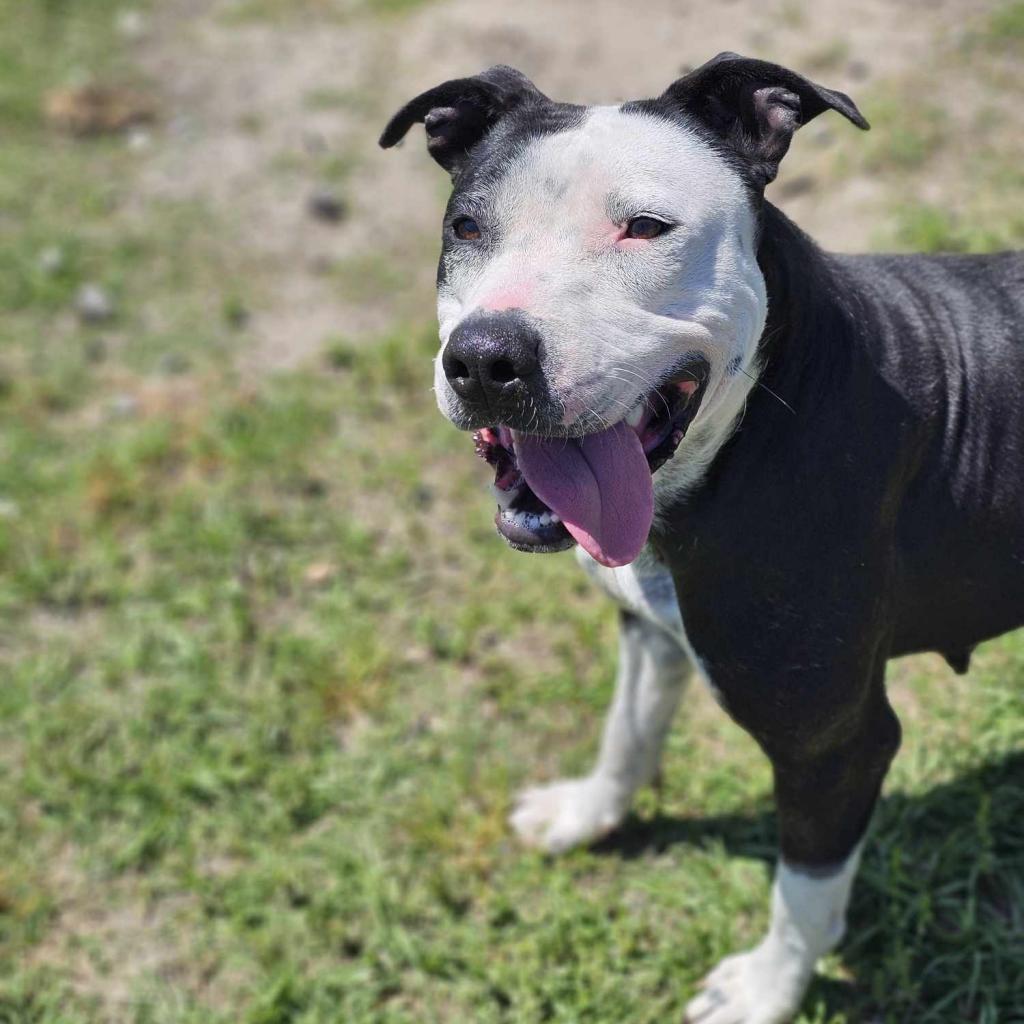 Enlarge Georgia, a Adoptable Terrier in Hinesville, GA image 6/6
