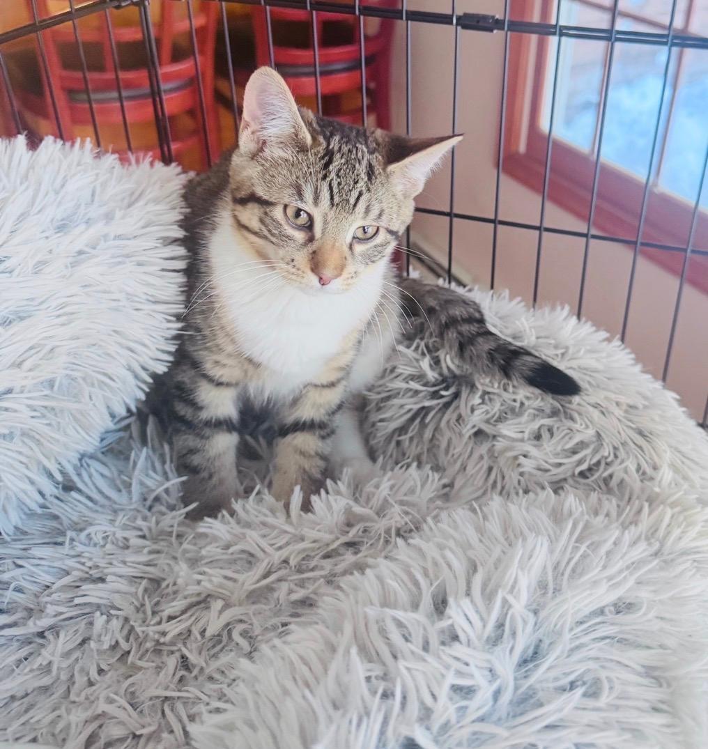 Smoky, adopted, Kitten Male Domestic Short Hair.