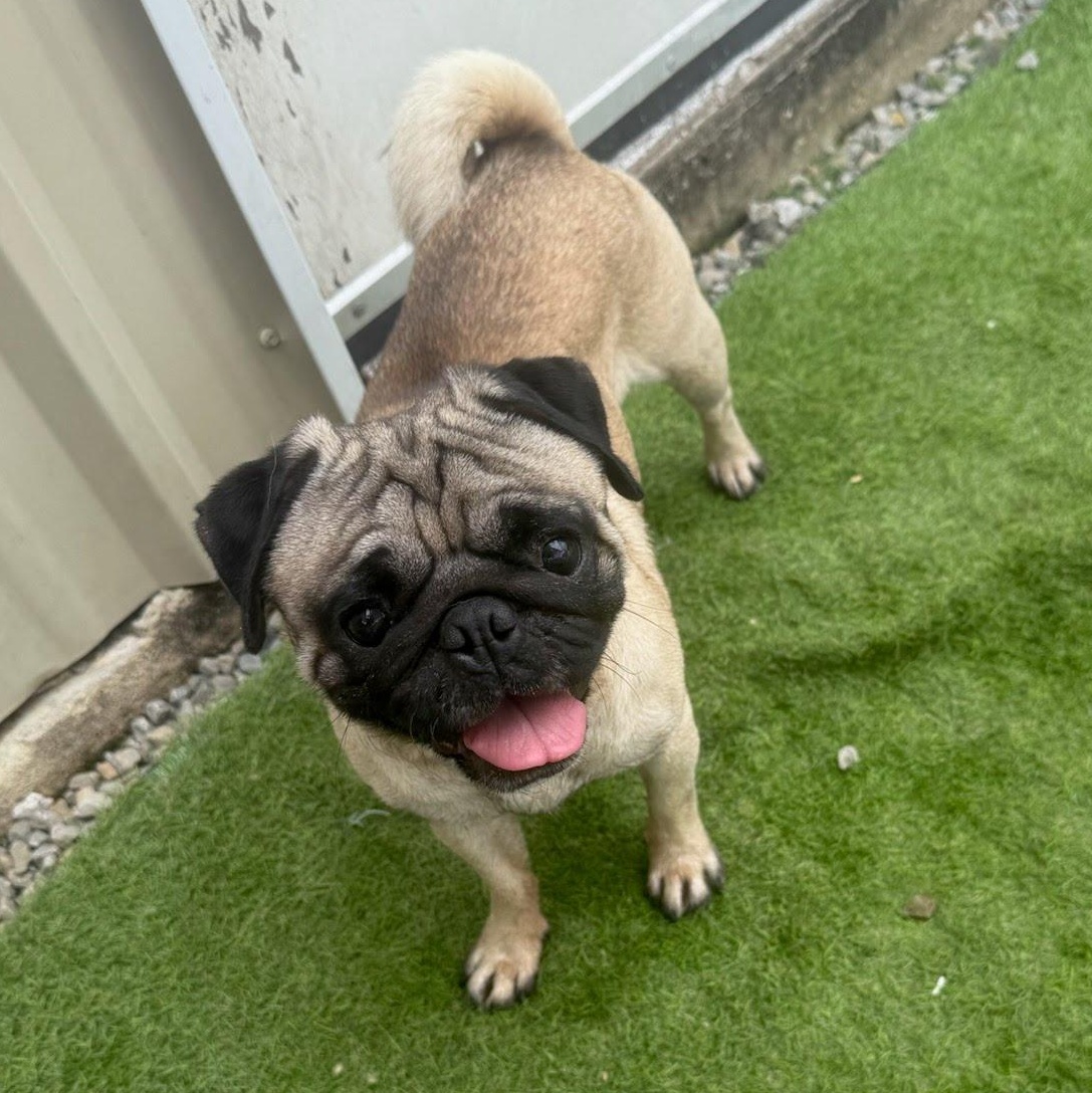 Frank, a Adoptable Pug in houston , TX image 1/6