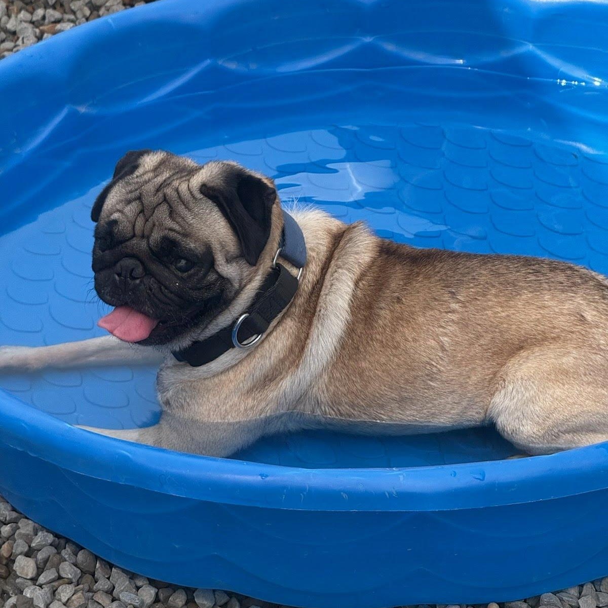 Frank, a Adoptable Pug in houston , TX image 2/6