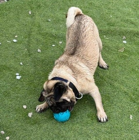 Frank, a Adoptable Pug in houston , TX image 3/6