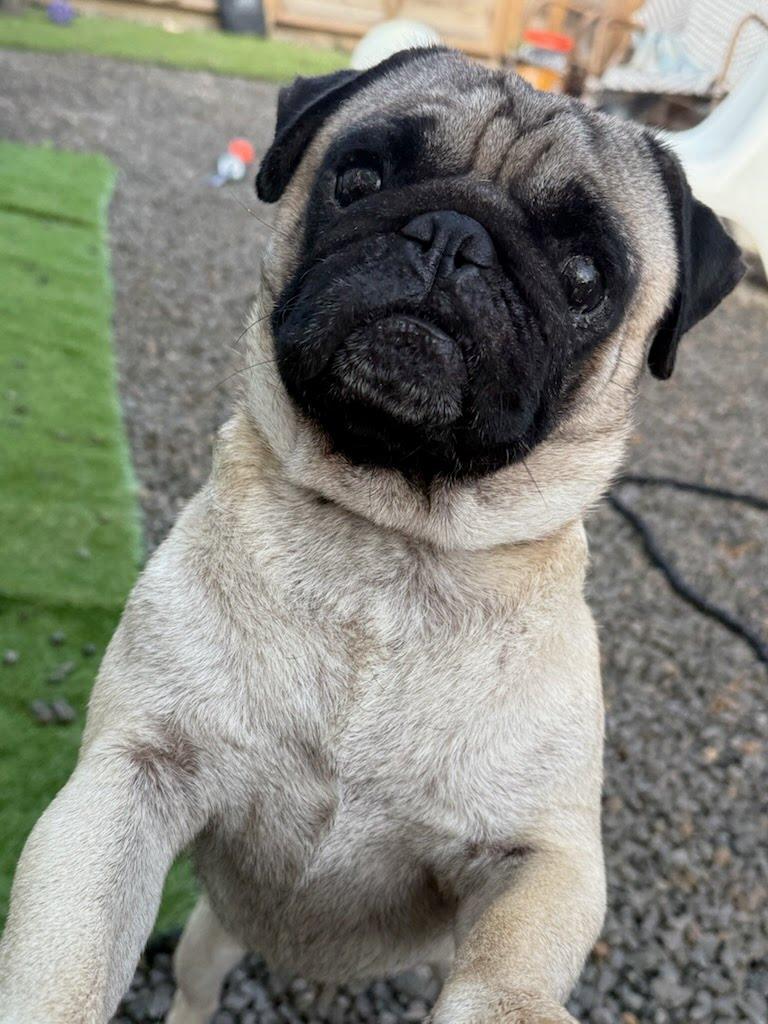 Frank, a Adoptable Pug in houston , TX image 4/6