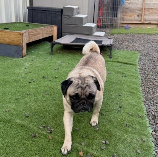 Frank, a Adoptable Pug in houston , TX image 5/6