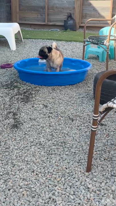 Enlarge Frank, a Adoptable Pug in houston , TX video 6/6