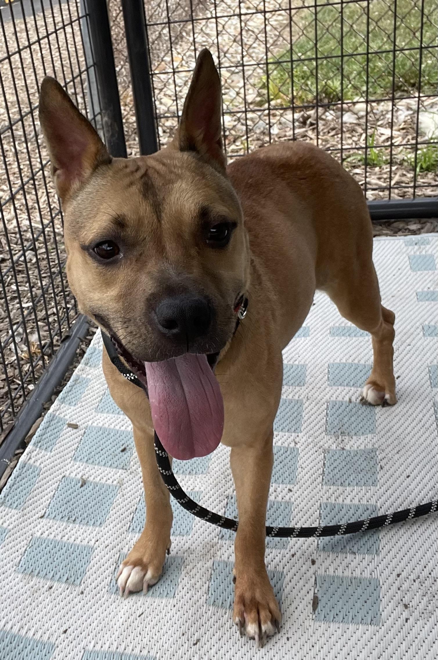 Charroh PULLED BY TRI C, a ADOPTABLE mixed breed in Canton, OH image 5/5
