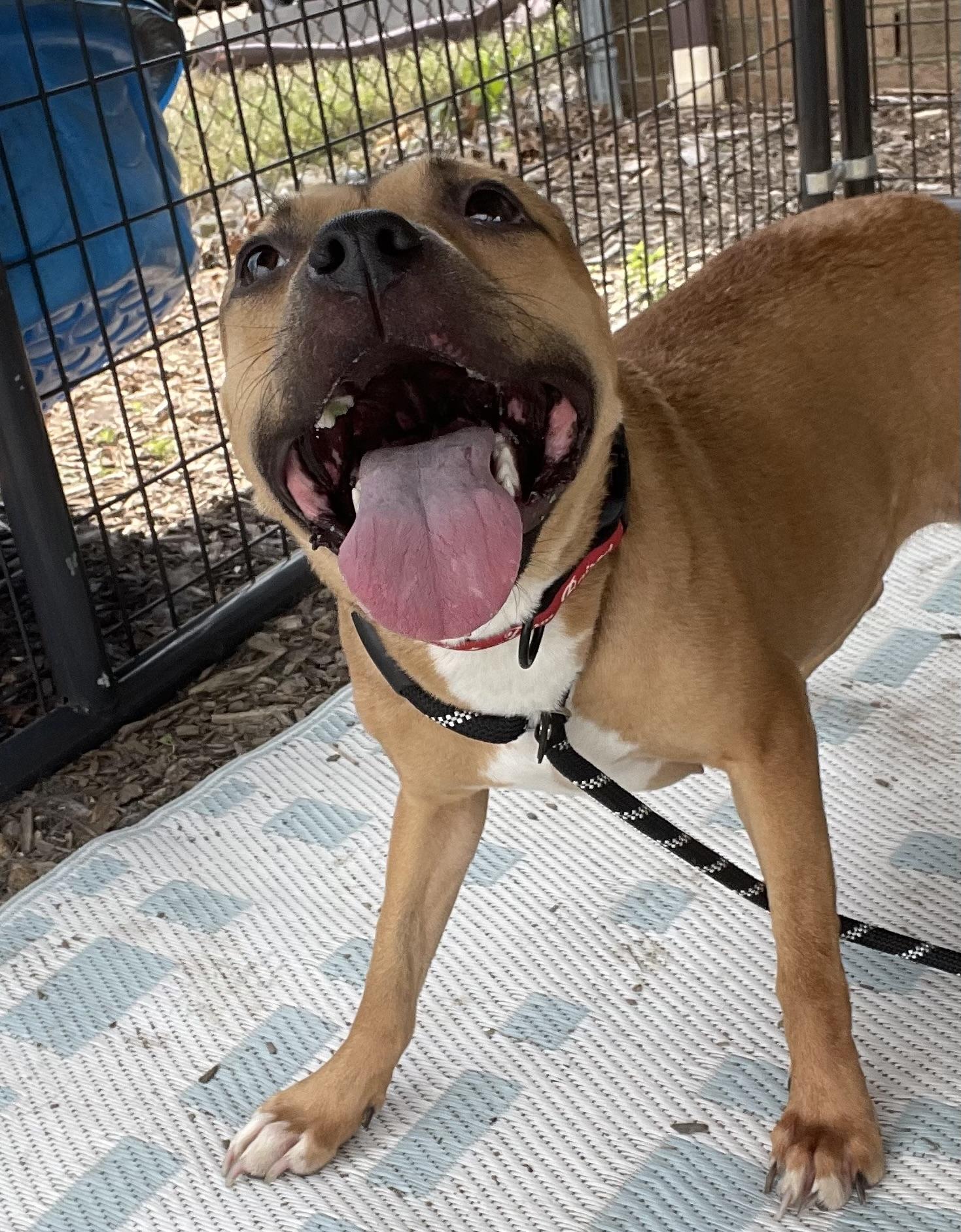 Charroh PULLED BY TRI C, a ADOPTABLE mixed breed in Canton, OH image 3/5
