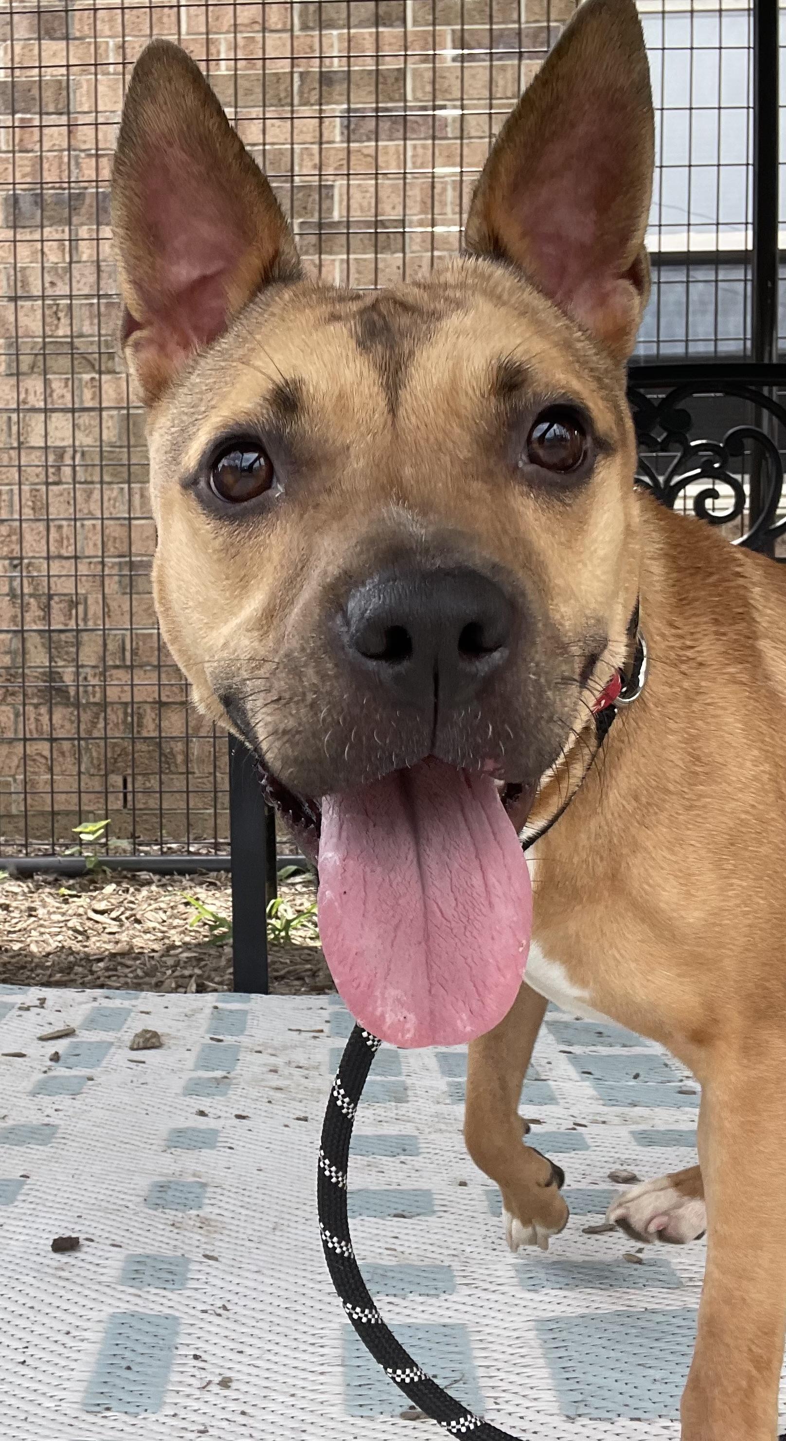 Charroh PULLED BY TRI C, a ADOPTABLE mixed breed in Canton, OH image 4/5