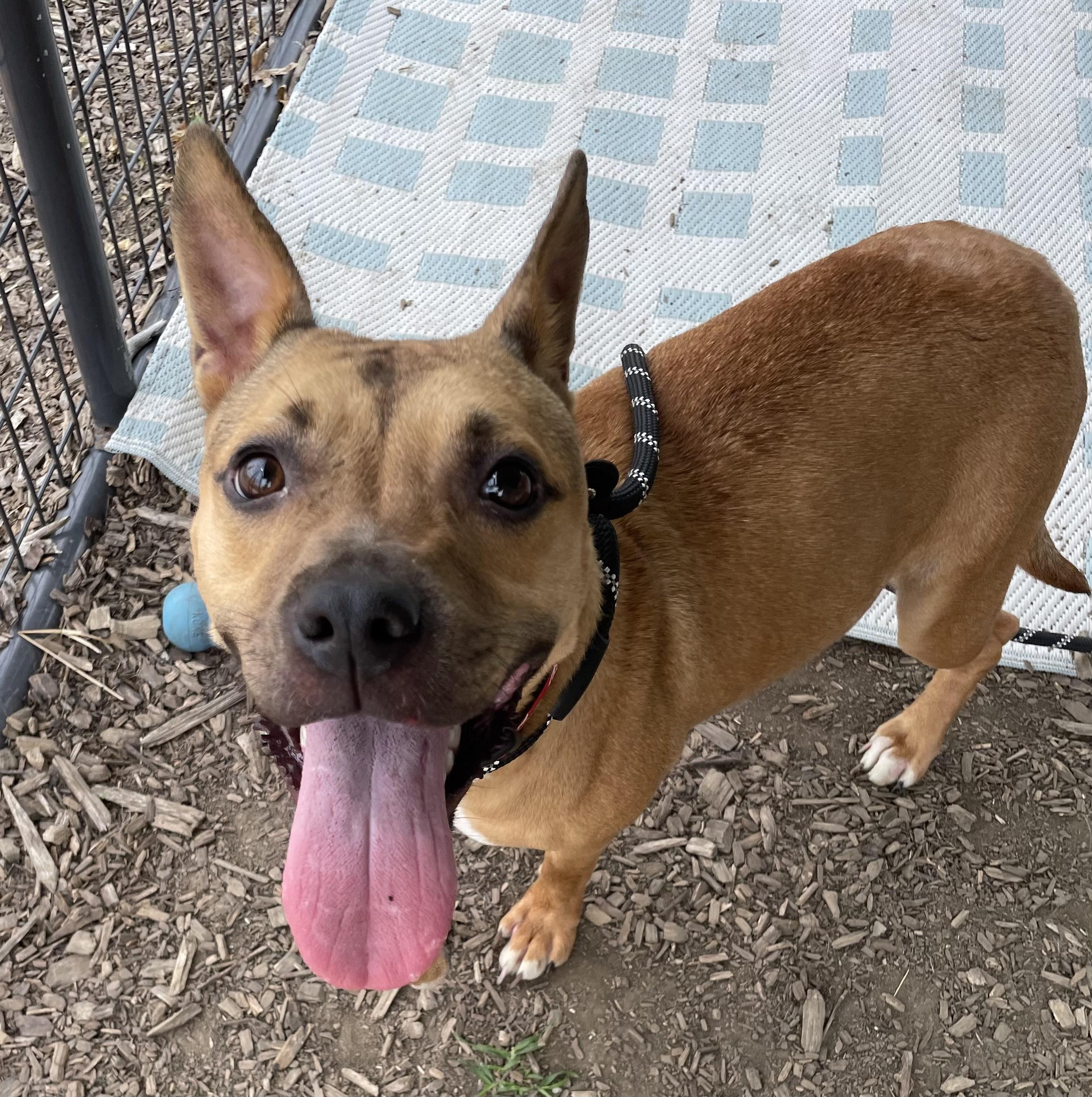 Charroh PULLED BY TRI C, ADOPTABLE, Young Female Carolina Dog & Black Mouth Cur.