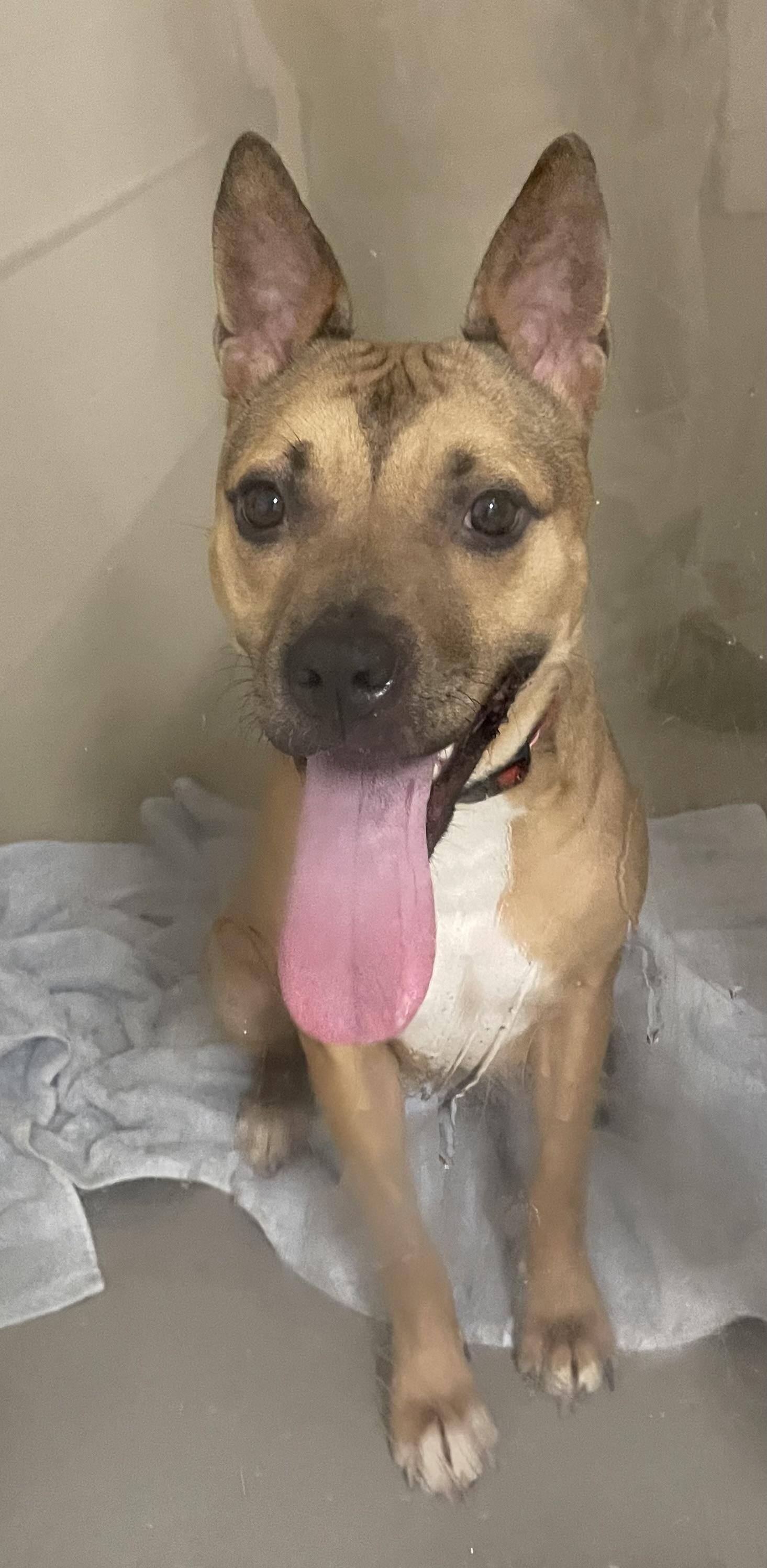 Charroh PULLED BY TRI C, a ADOPTABLE mixed breed in Canton, OH image 2/5