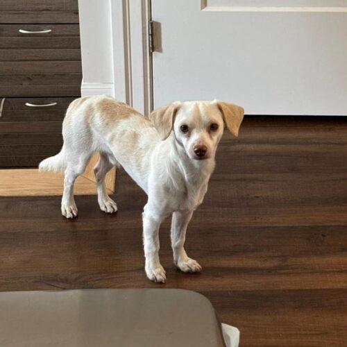 George, Adoptable, Puppy Male Terrier & Mixed Breed.