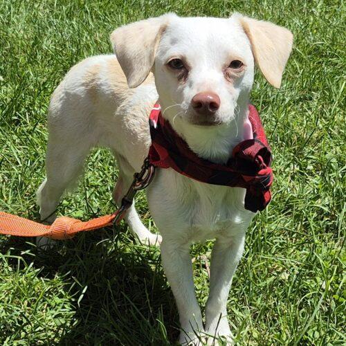 George, a Adoptable mixed breed in King City, ON image 2/6