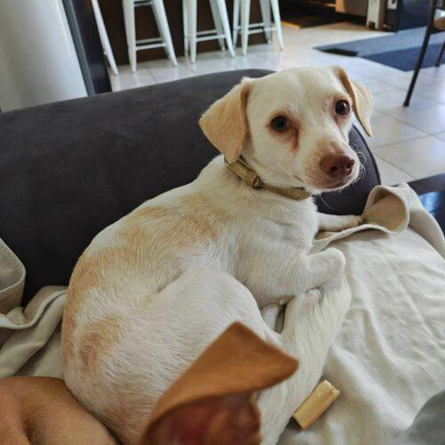 George, a Adoptable mixed breed in King City, ON image 3/6