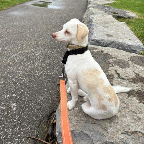 George, a Adoptable mixed breed in King City, ON image 4/6