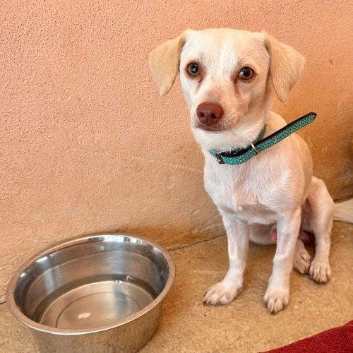 George, a Adoptable mixed breed in King City, ON image 5/6