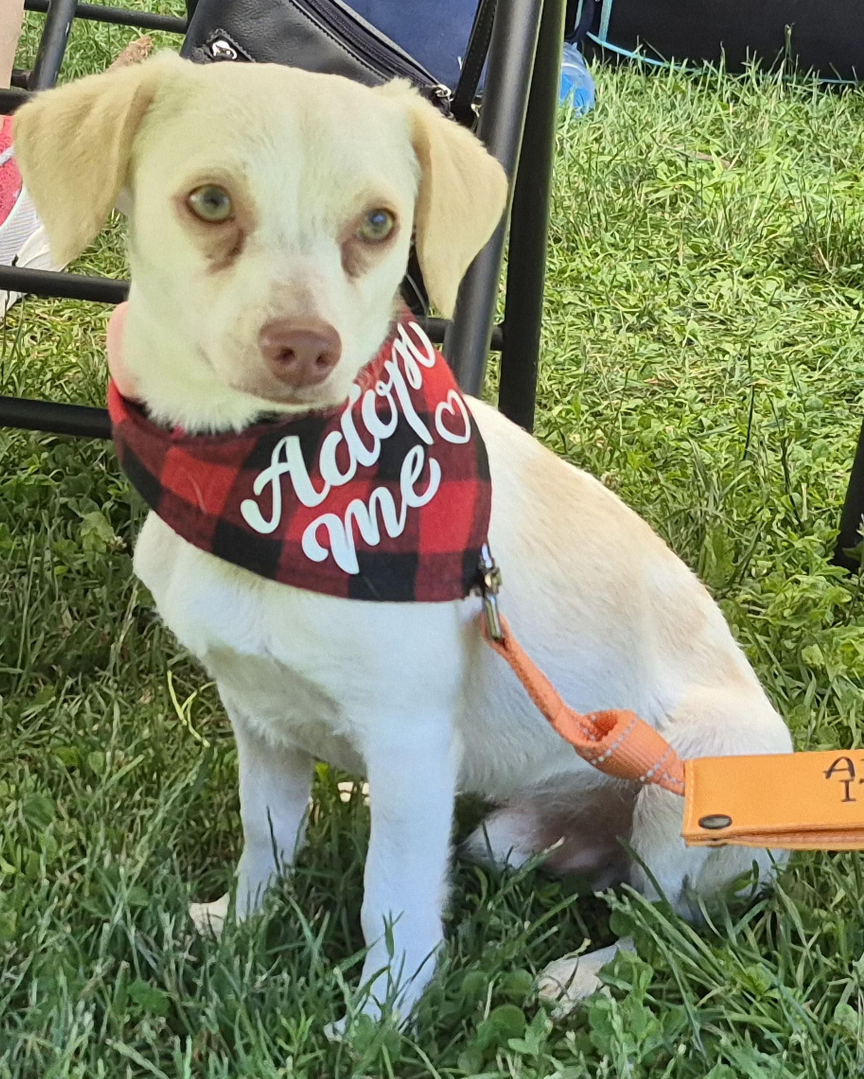 George, a Adoptable mixed breed in King City, ON image 6/6
