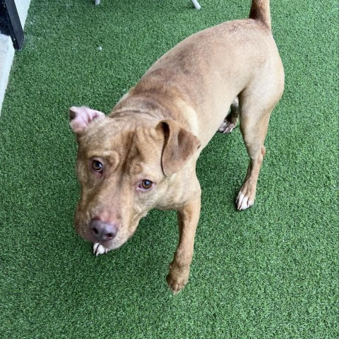Vinnie, an adoptable Retriever in LOXAHATCHEE, FL, 33470 | Photo Image 2