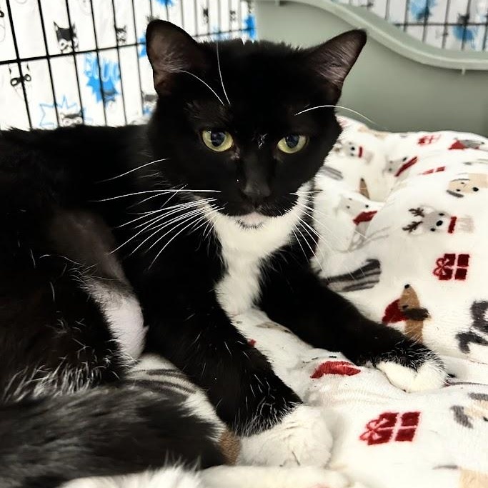 Enlarge Bali, an adopted Domestic Short Hair in Grand Rapids, MI image 2/4