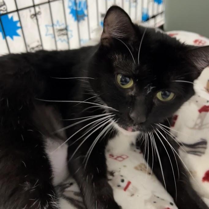 Enlarge Bali, an adopted Domestic Short Hair in Grand Rapids, MI image 4/4