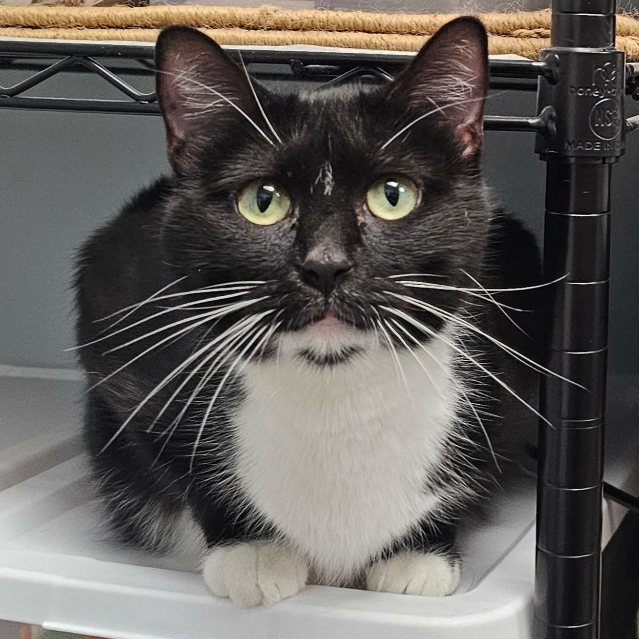 Bali, adopted, Young Female Domestic Short Hair.