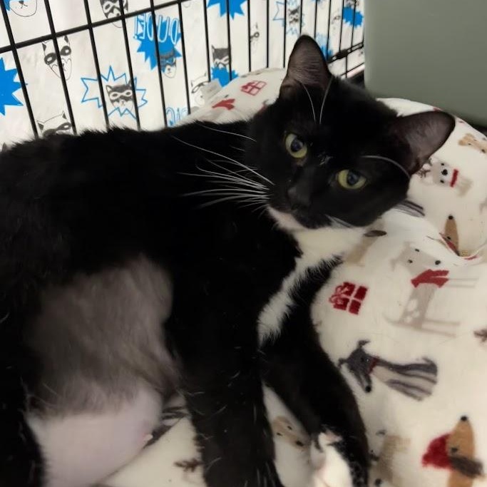 Enlarge Bali, an adopted Domestic Short Hair in Grand Rapids, MI image 3/4