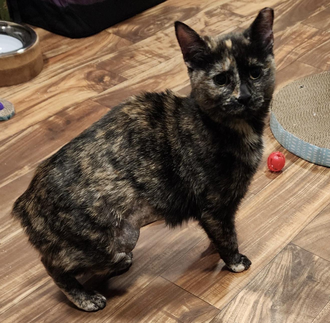 Enlarge Rosa, a Adoptable mixed breed in South Lyon, MI image 3/4