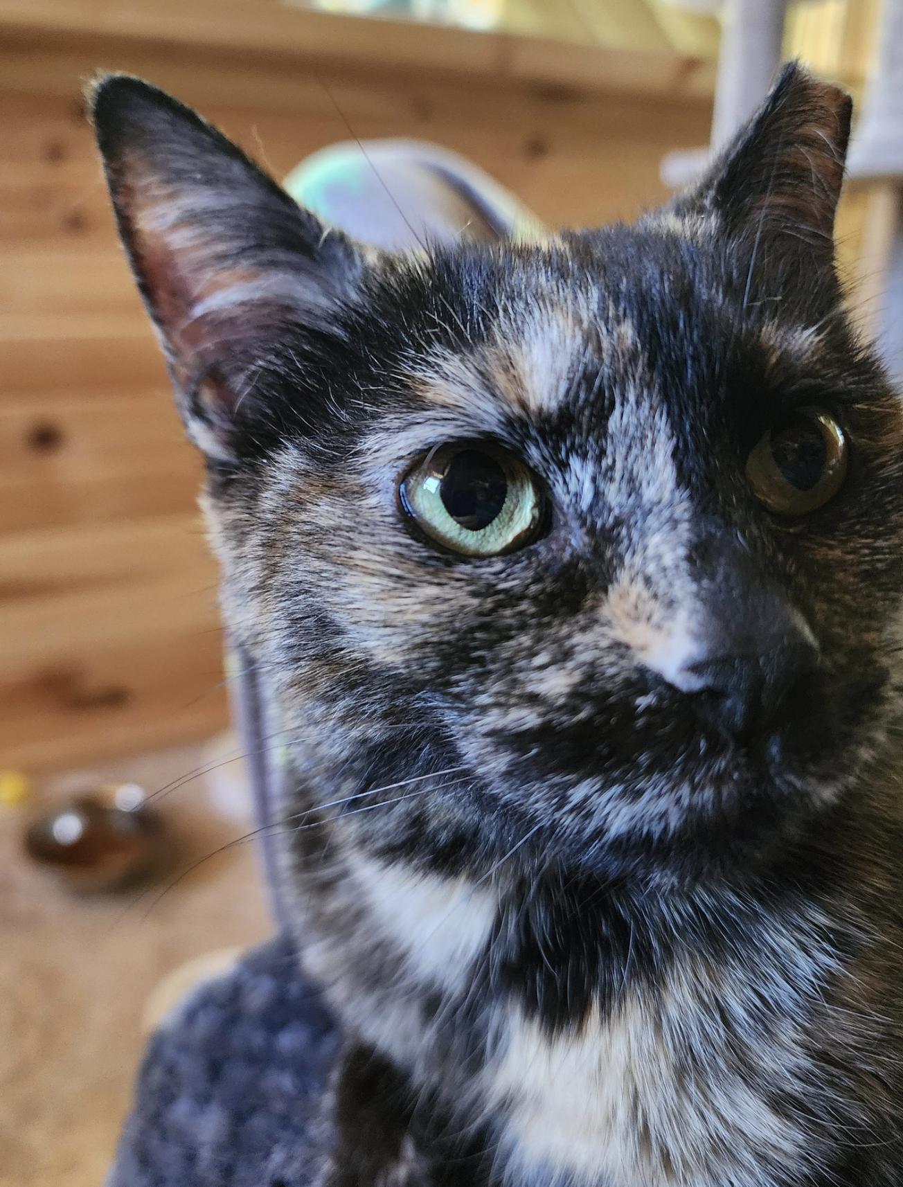 Enlarge Rosa, a Adoptable mixed breed in South Lyon, MI image 2/4