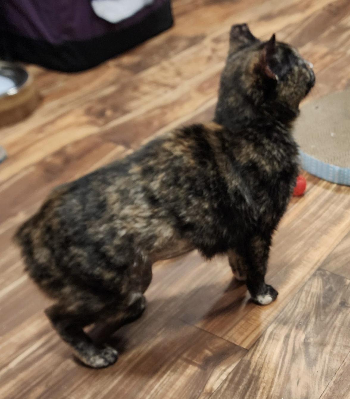 Enlarge Rosa, a Adoptable mixed breed in South Lyon, MI image 4/4