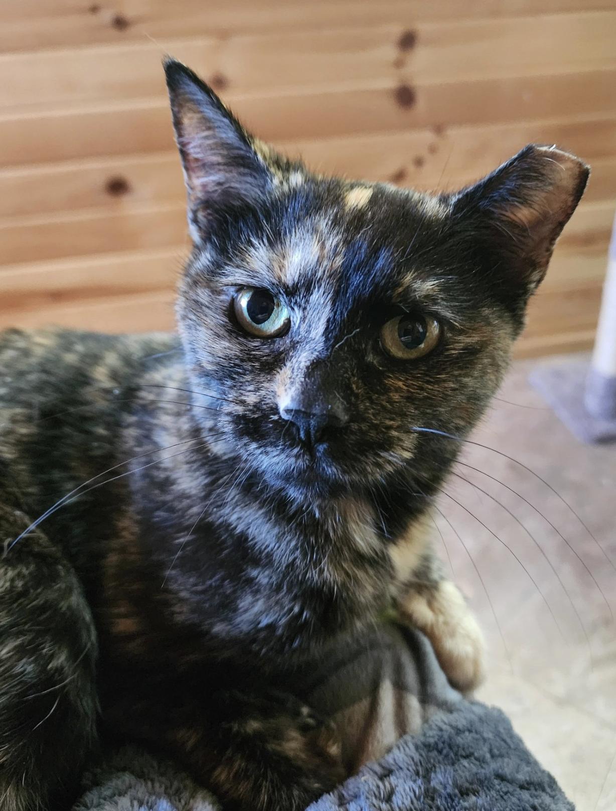 Rosa, Adoptable, Young Female Manx & Domestic Short Hair.