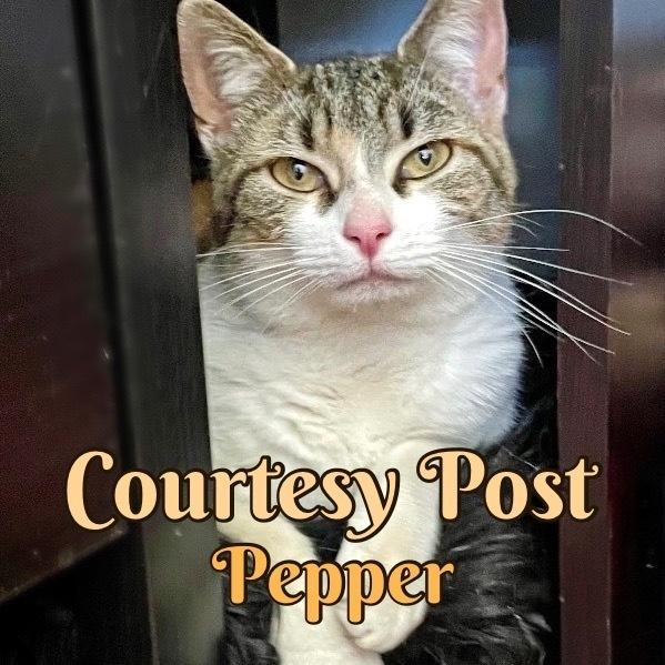 Enlarge Pepper, a Adoptable mixed breed in Silver Spring, MD image 1/5